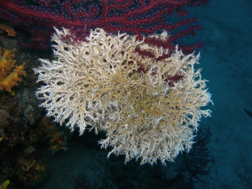 Filograna implexa